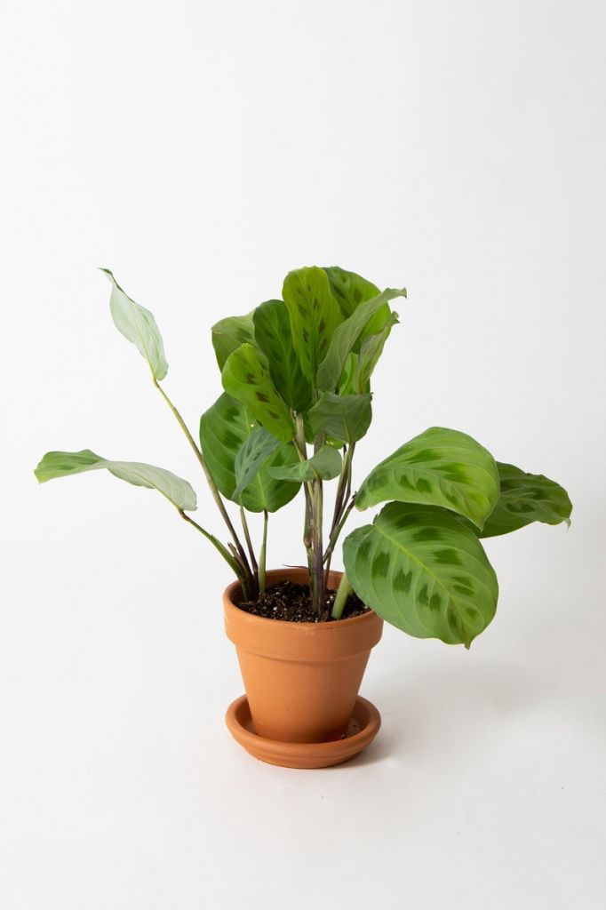 Low Maintenance Plants You Can Buy Online