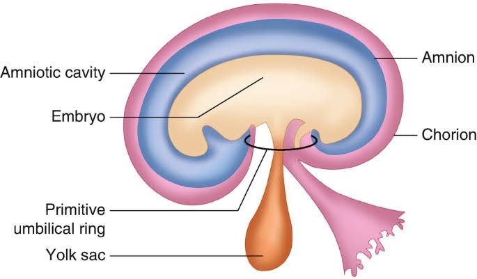 EXPLORING FETAL MEMBRANES: BASICS AND FUNCTIONS EXPLORING FETAL MEMBRANES: BASICS AND FUNCTIONS