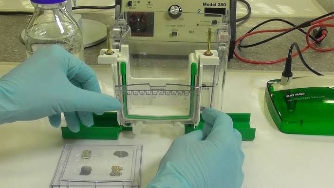 DETECTION OF DIFFERENTIALLY EXPRESSED PROTEINS IN SDS-PAGE