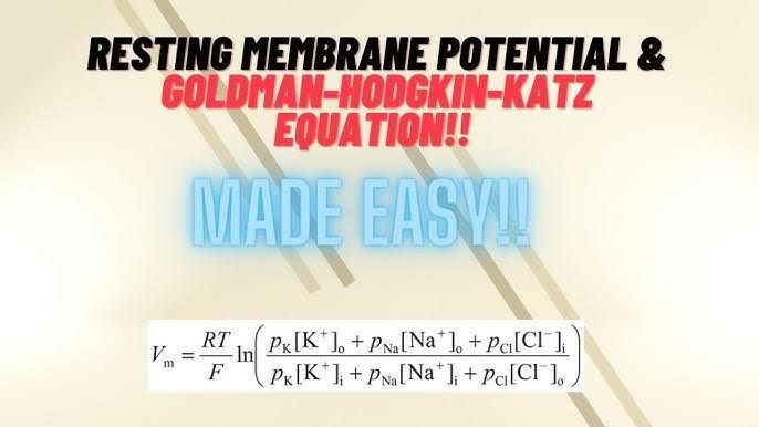 WHAT MAKES THE GOLDMAN EQUATION IMPORTANT IN PHYSIOLOGY WHAT MAKES THE GOLDMAN EQUATION IMPORTANT IN PHYSIOLOGY