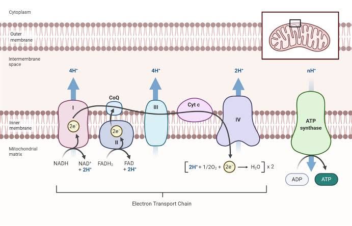 THE ORCHESTRATED ARCHITECTURE OF THE ELECTRON TRANSPORT CHAIN