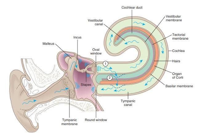 SENSE OF HEARING, ITS MECHANISM AND AUDITORY PATHWAY