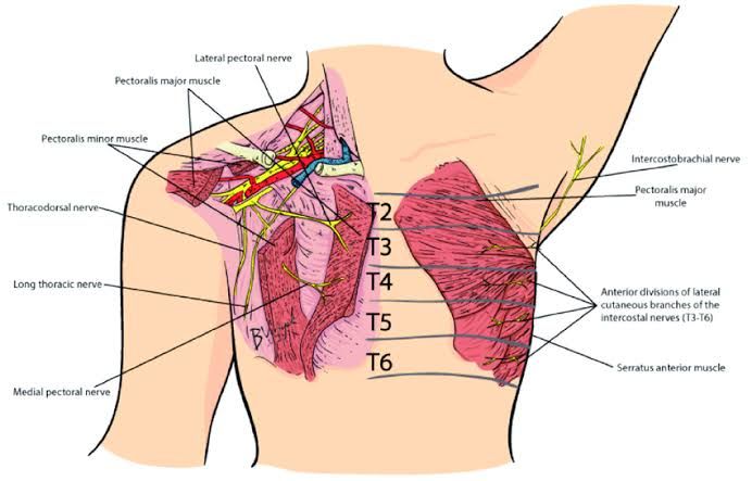 CUTANEOUS NERVE SUPPLY OF THORAX