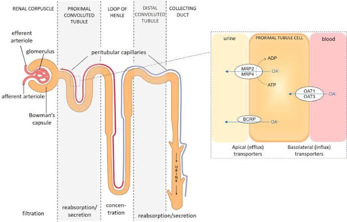 REABSORPTION AND SECRETION REABSORPTION AND SECRETION