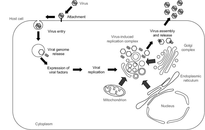 THE SCIENCE BEHIND VIRAL REPLICATION: UNDERSTANDING THE PROCESS