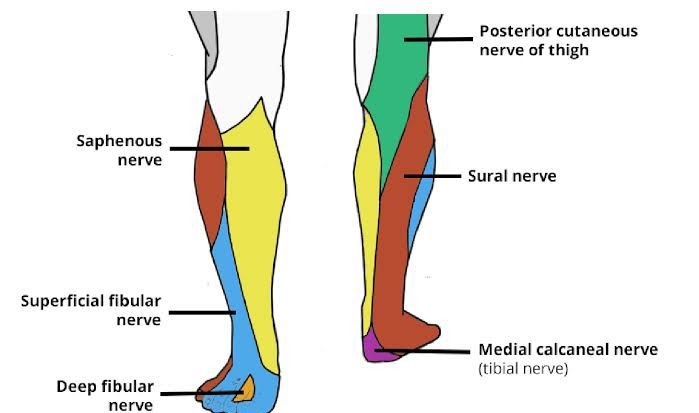 NEUROVASCULAR SUPPLY OF LEG NEUROVASCULAR SUPPLY OF LEG