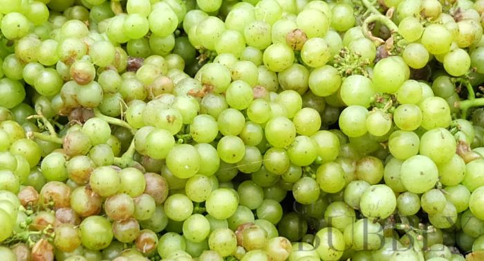 Juvé & Camps begins its earliest-ever harvest and its first-ever night harvest