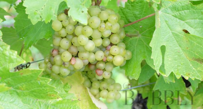 Champagne Sets 2026 Harvest Yield