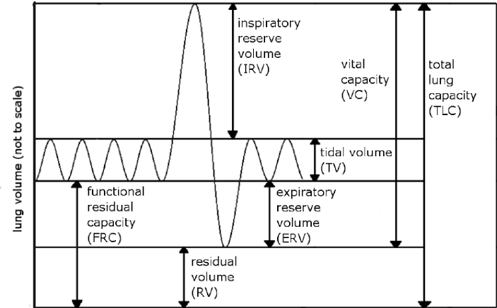 COMPREHENSIVE OVERVIEW OF LUNG VOLUMES AND CAPACITIES COMPREHENSIVE OVERVIEW OF LUNG VOLUMES AND CAPACITIES