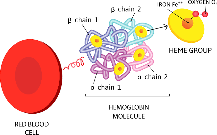 HEME DEGRADATION AND RELATED DISORDERS | MY SCHOOL EXAMS