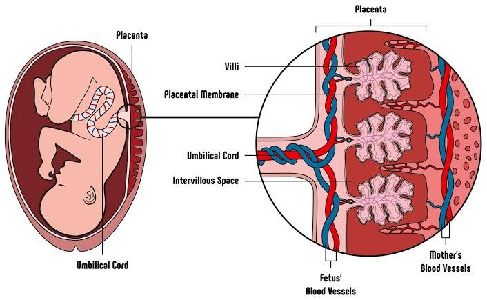 PLACENTAL FUNCTIONS AND ABNORMALITIES PLACENTAL FUNCTIONS AND ABNORMALITIES