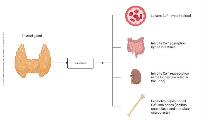 SIMPLE FACTS ABOUT CALCITONIN YOU SHOULD KNOW