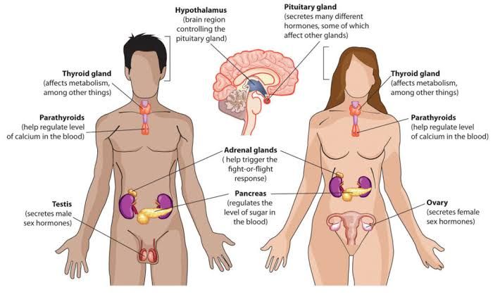 MORPHOLOGY OF THE ENDOCRINE GLANDS