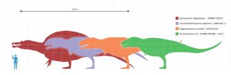 Carchorodontosaurus Size