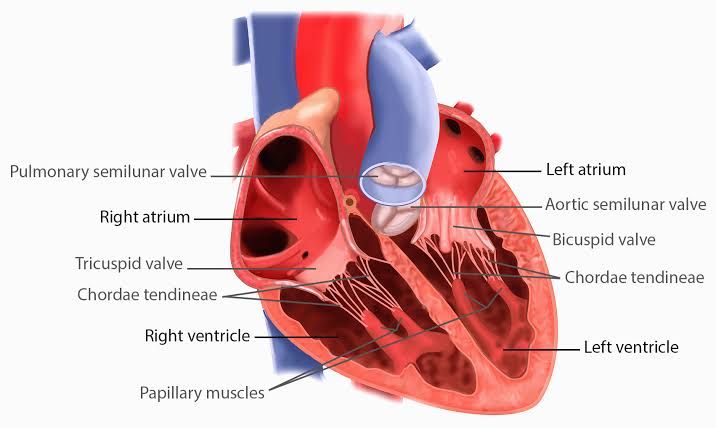 HISTOLOGY OF THE MYOCARDIUM AND BLOOD VESSELS HISTOLOGY OF THE MYOCARDIUM AND BLOOD VESSELS