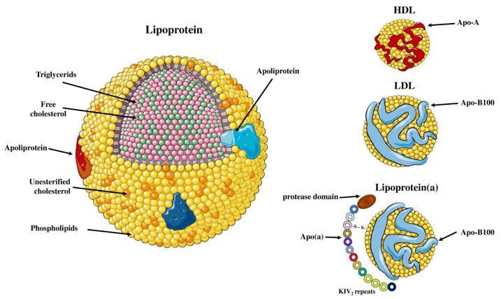 THE CHEMISTRY BEHIND LIPOPROTEIN SYNTHESIS: PATHWAYS AND MECHANISMS
