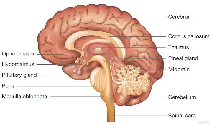 INTRODUCTION TO NERVOUS SYSTEM INTRODUCTION TO NERVOUS SYSTEM