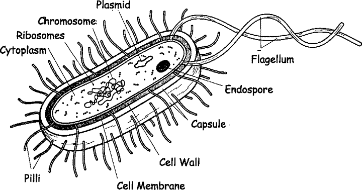 BACTERIAL CELL STRUCTURE: AN EASY OVERVIEW FOR STUDENTS BACTERIAL CELL STRUCTURE: AN EASY OVERVIEW FOR STUDENTS