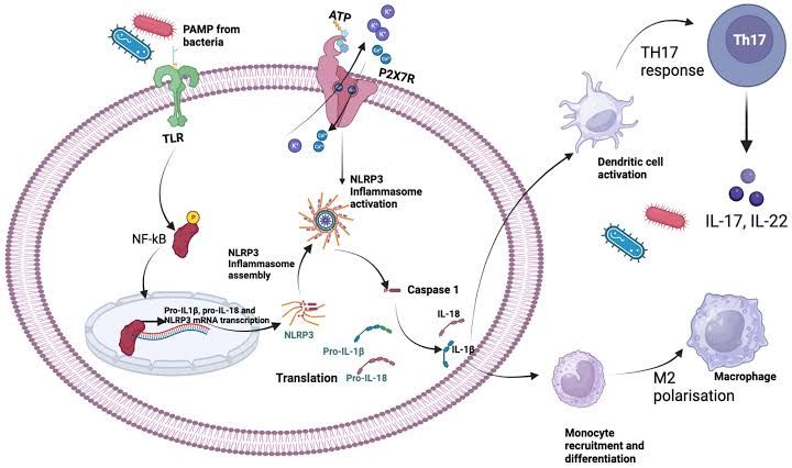 THE IMPACT OF INFLAMMATION ON DONOR ORGAN SURVIVAL