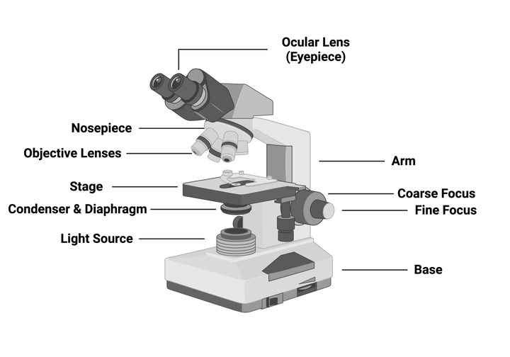 INTRODUCTION TO MICROSCOPY INTRODUCTION TO MICROSCOPY