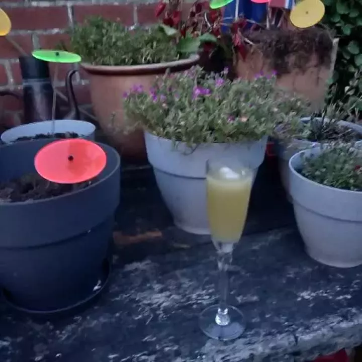 Corn Wall