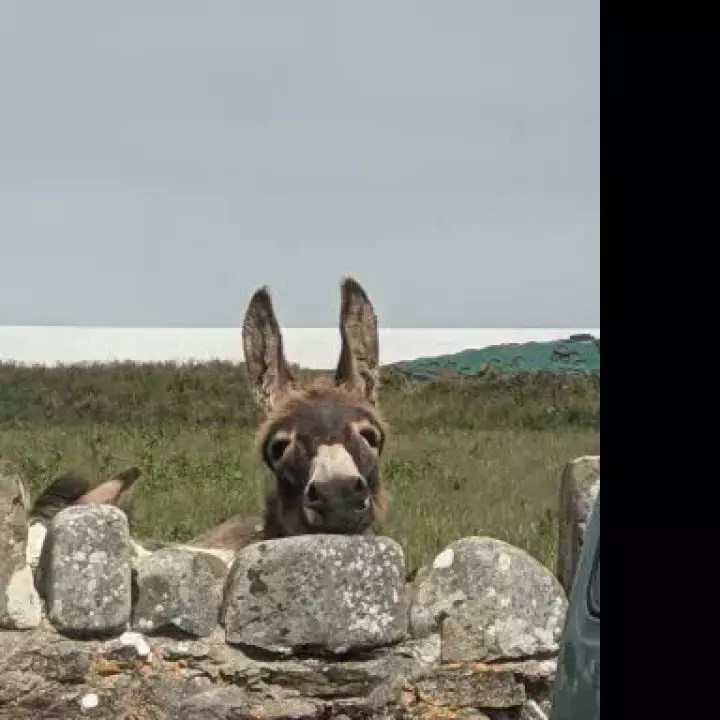 Pembrokeshire Donkey