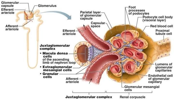 KEY FACTORS IN CONTROLLING RENAL BLOOD FLOW AND FILTRATION RATE