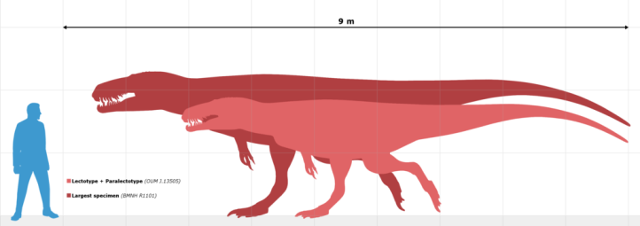 Megalosaurus Groessenvergleich