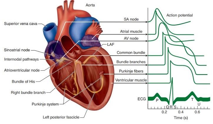 EXPLORING CARDIAC ACTION POTENTIALS: THE EXCITATION PROCESS EXPLAINED EXPLORING CARDIAC ACTION POTENTIALS: THE EXCITATION PROCESS EXPLAINED