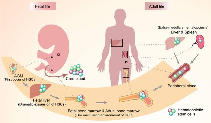 HEMATOPOIESIS: PRENATAL AND POSTNATAL