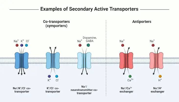 ACTIVE TRANSPORT OF SUBSTANCES THROUGH MEMBRANES ACTIVE TRANSPORT OF SUBSTANCES THROUGH MEMBRANES