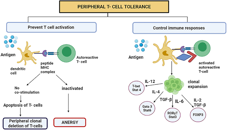 UNDERSTANDING AND INDUCING IMMUNOLOGICAL TOLERANCE: STRATEGIES IN CLINICAL APPLICATION