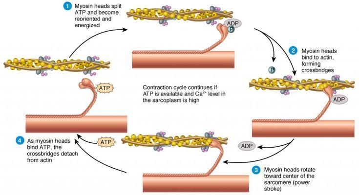 MOLECULAR BASIS OF MUSCLE CONTRACTION AND RELAXATION