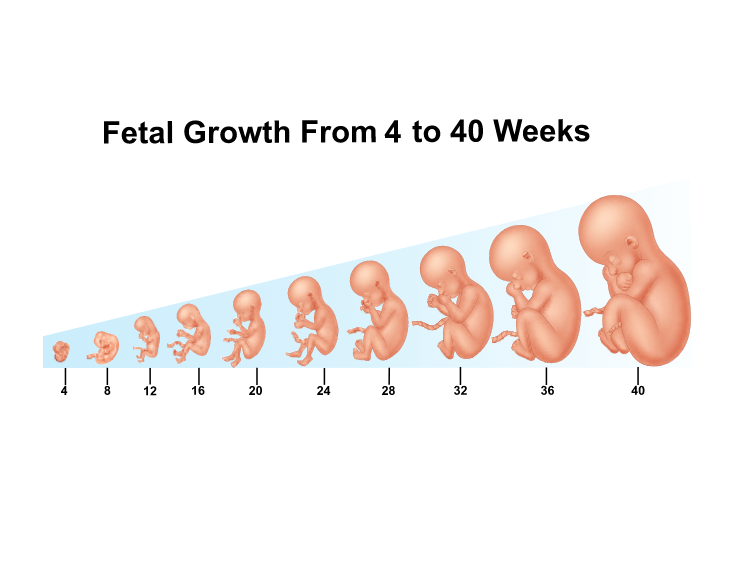 UNDERSTANDING FETAL GROWTH ABNORMALITIES: ETIOLOGY AND CONTRIBUTING FACTORS