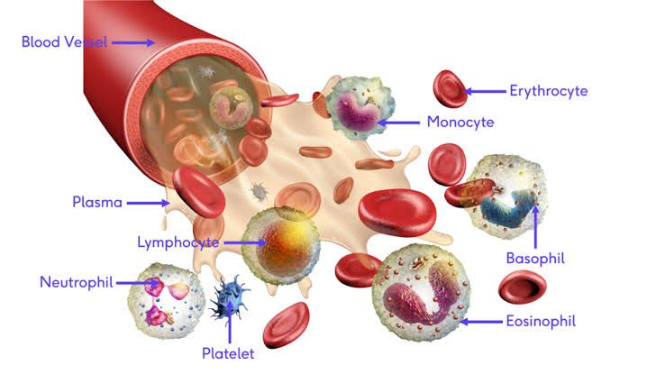 HISTOLOGY OF FORMED BLOOD ELEMENTS