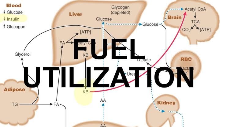 THE LINK BETWEEN METABOLISM AND HORMONAL BALANCE THE LINK BETWEEN METABOLISM AND HORMONAL BALANCE