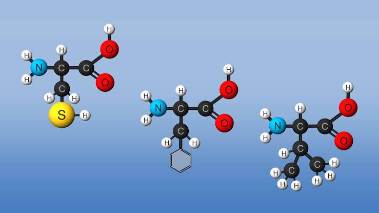 AMINO ACIDS EXPLAINED: THE BUILDING BLOCKS AMINO ACIDS EXPLAINED: THE BUILDING BLOCKS