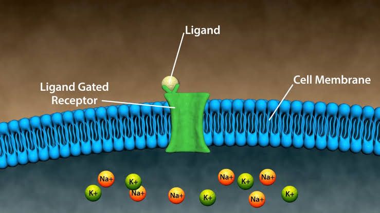 RECEPTOR CLASSIFICATION, PROPERTY, TYPE AND MECHANISM OF DRUG ACTIONS