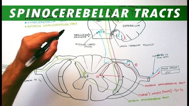 HOW SENSATION MOVES THROUGH THE TRUNK AND LIMB NERVES HOW SENSATION MOVES THROUGH THE TRUNK AND LIMB NERVES
