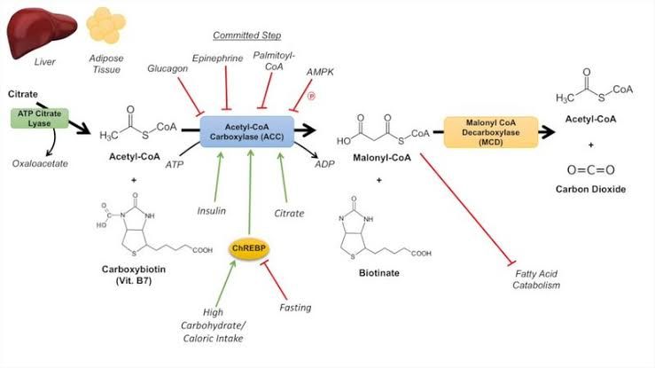 FATTY ACID SYNTHESIS FATTY ACID SYNTHESIS