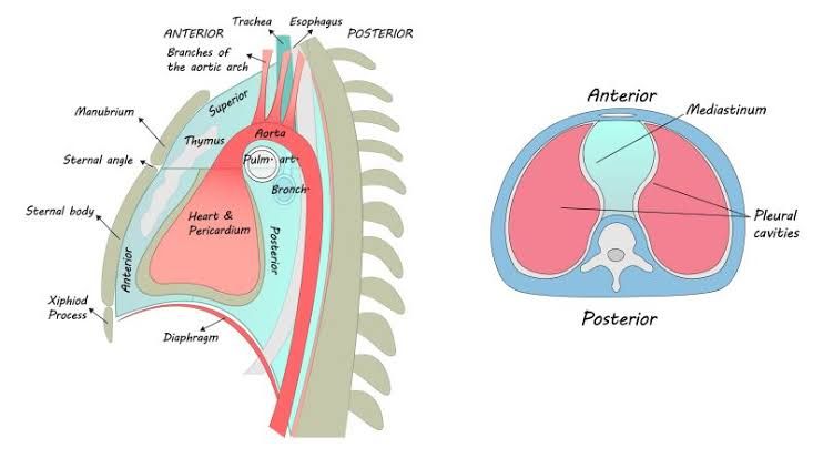 MEDIASTINUM AND PERICARDIUM