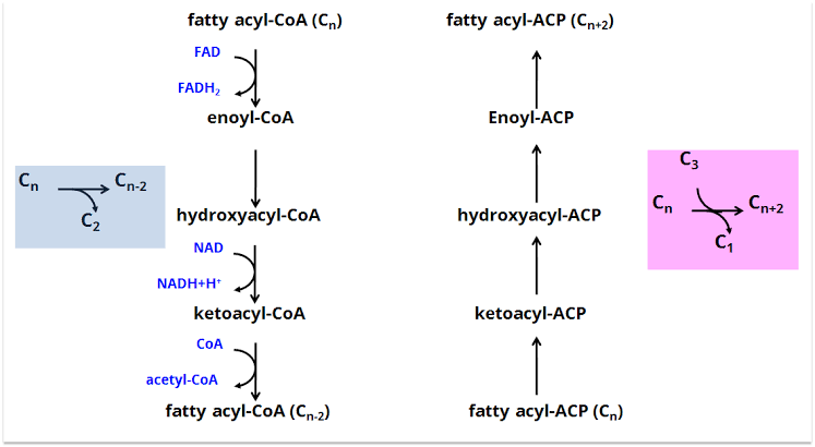 THE ROLE OF ENZYMES IN FATTY ACID SYNTHESIS