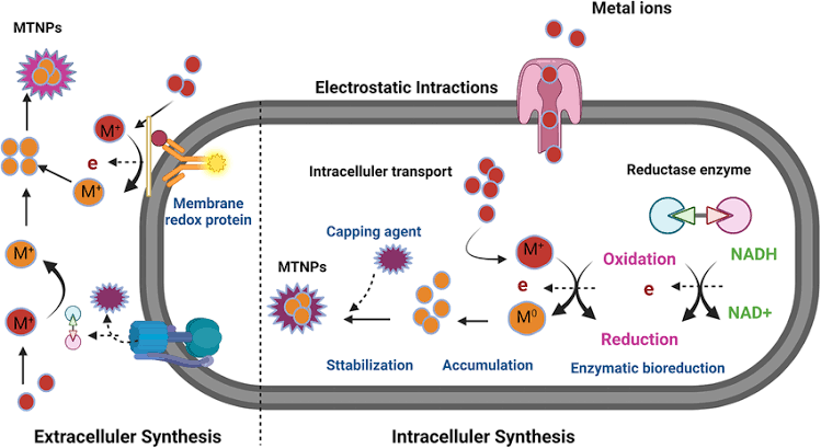 UNLOCKING THE SECRETS OF BIOSYNTHESIS IN MICROORGANISMS: A COMPREHENSIVE GUIDE