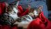 Cats may have ‘attachment styles’ that mirror people’s Cats may have ‘attachment styles’ that mirror people’s