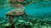 Giant tortoise who helped save species retires in Galapagos Islands