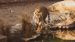 South America: wild animals at risk of ‘genetic pollution’ South America: wild animals at risk of ‘genetic pollution’