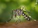 Mosquito-borne diseases has threaten World Mosquito-borne diseases has threaten World