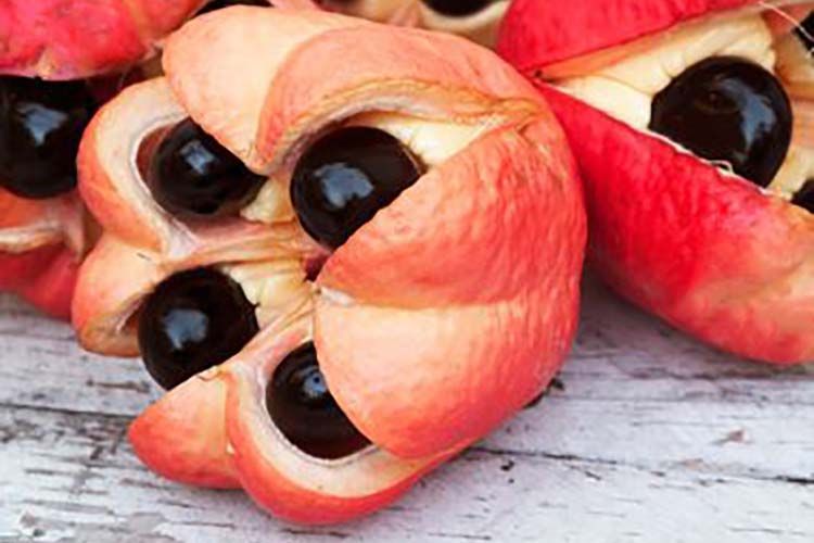 41 Amazing Jamaican Fruits | Jamaican Life & Travel