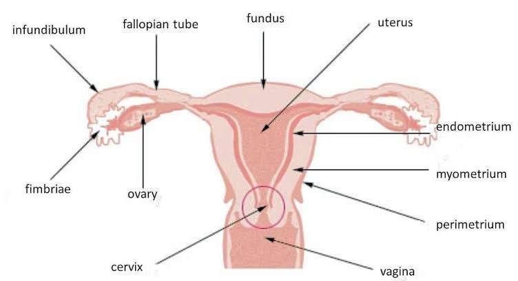 EMBRYOLOGICAL DEVELOPMENT OF THE FEMALE GENITAL TRACT EMBRYOLOGICAL DEVELOPMENT OF THE FEMALE GENITAL TRACT