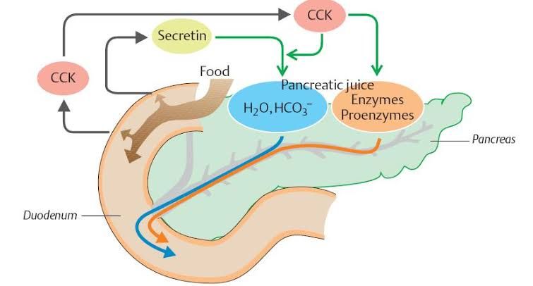 UNDERSTANDING PANCREATIC SECRETION AND ITS ROLE IN DIGESTION